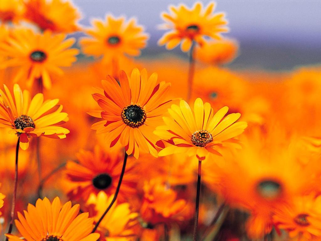 Pensiunea Ronicson Milostea Buitenkant foto